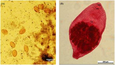 Immune pathogenesis in pigeons during experimental Prohemistomum vivax infection